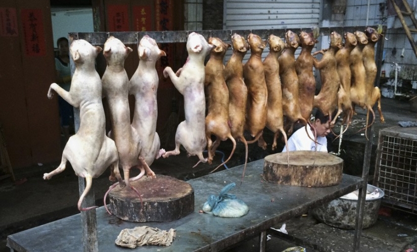 13 extreme dishes that not everyone dares to try 13 extreme dishes that not everyone dares to try