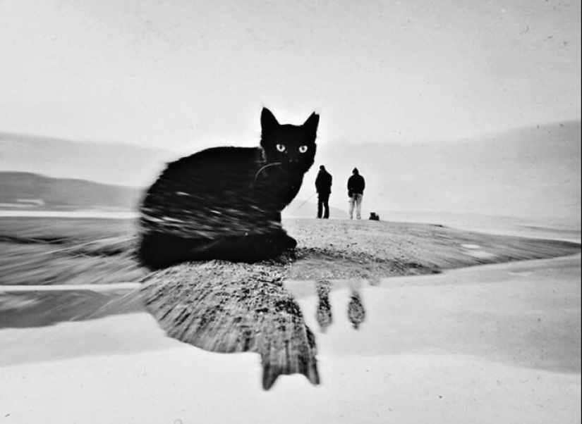 13 fotografías callejeras que lograron capturar la belleza de los gatos, presentadas en esta página de Instagram