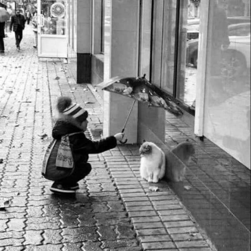 13 fotografías callejeras que lograron capturar la belleza de los gatos, presentadas en esta página de Instagram
