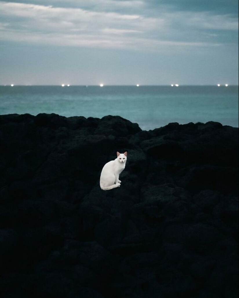 13 fotografías callejeras que lograron capturar la belleza de los gatos, presentadas en esta página de Instagram