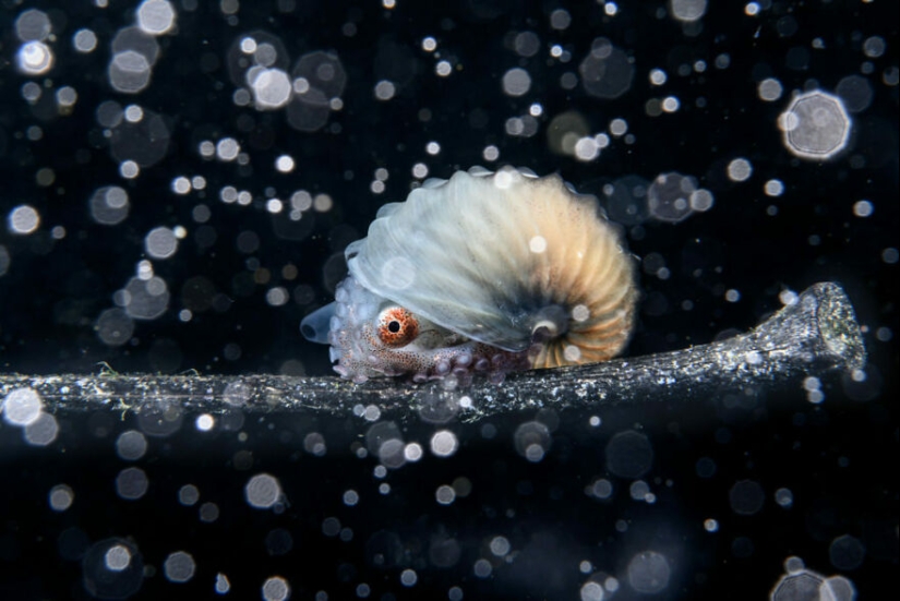 13 fotografías ganadoras de los premios Ocean Photography Awards 2023