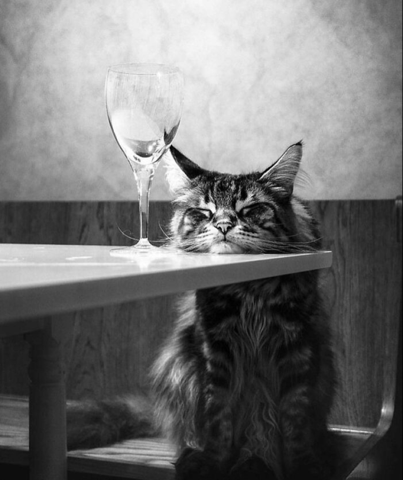 13 Street Photographs That Managed To Capture The Beauty Of Cats, Featured On This Instagram Page