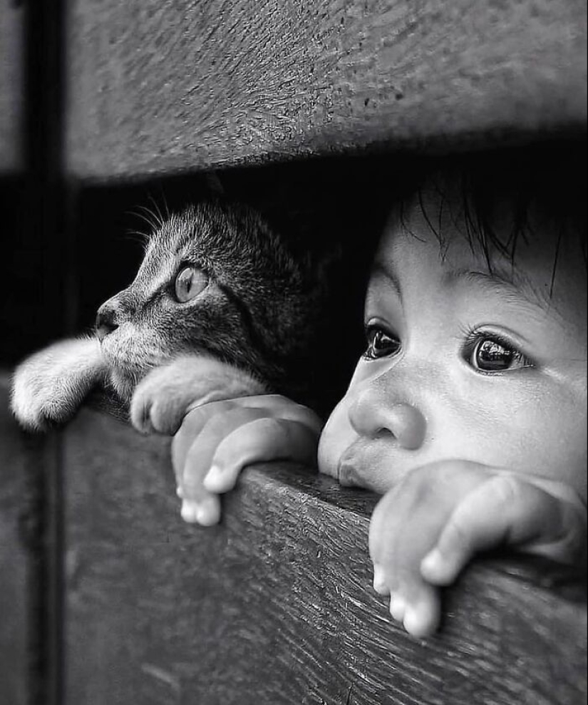 13 Street Photographs That Managed To Capture The Beauty Of Cats, Featured On This Instagram Page
