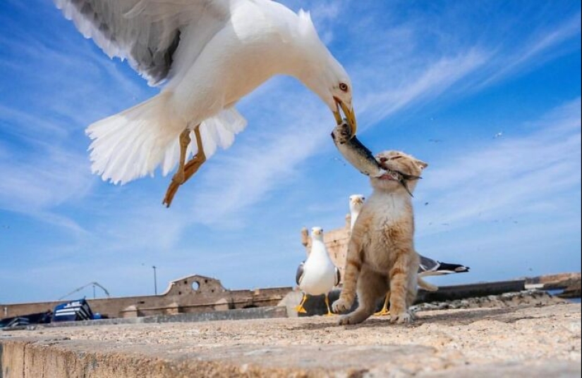13 Street Photographs That Managed To Capture The Beauty Of Cats, Featured On This Instagram Page