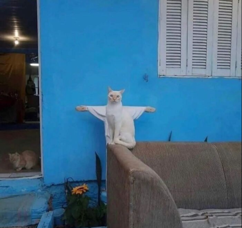 13 Street Photographs That Managed To Capture The Beauty Of Cats, Featured On This Instagram Page