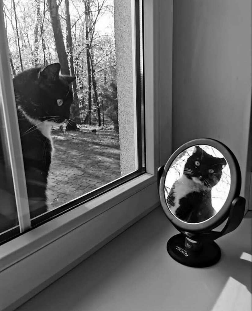 13 Street Photographs That Managed To Capture The Beauty Of Cats, Featured On This Instagram Page