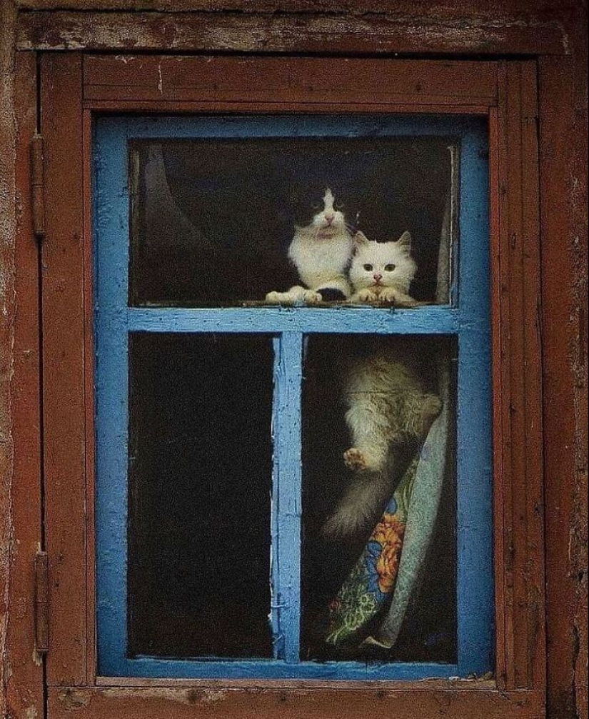 13 Street Photographs That Managed To Capture The Beauty Of Cats, Featured On This Instagram Page