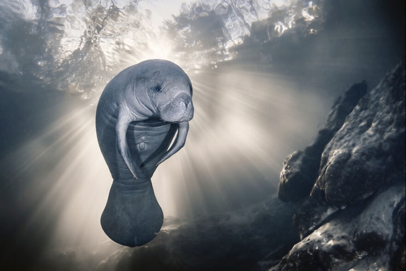13 Winning Shots From The 2023 Ocean Photography Awards