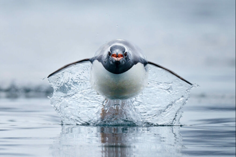 13 Winning Shots From The 2023 Ocean Photography Awards