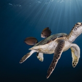 13 Winning Shots From The 2023 Ocean Photography Awards 13 Winning Shots From The 2023 Ocean Photography Awards