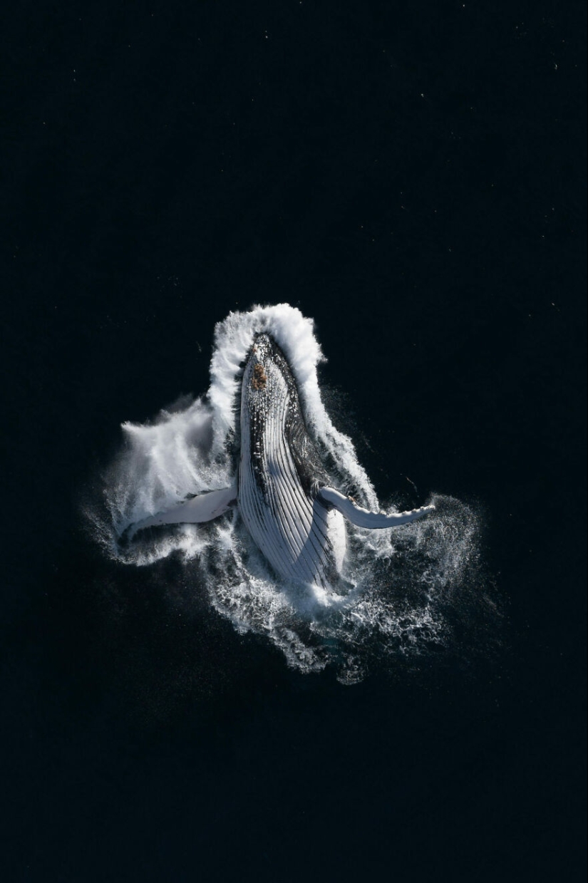13 Winning Shots From The 2023 Ocean Photography Awards