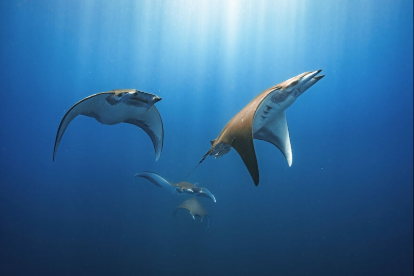 13 Winning Shots From The 2023 Ocean Photography Awards
