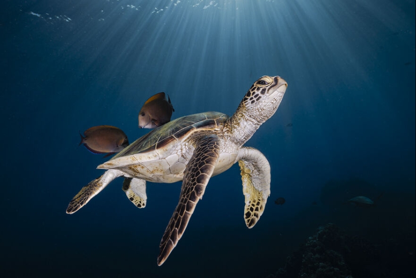 13 Winning Shots From The 2023 Ocean Photography Awards