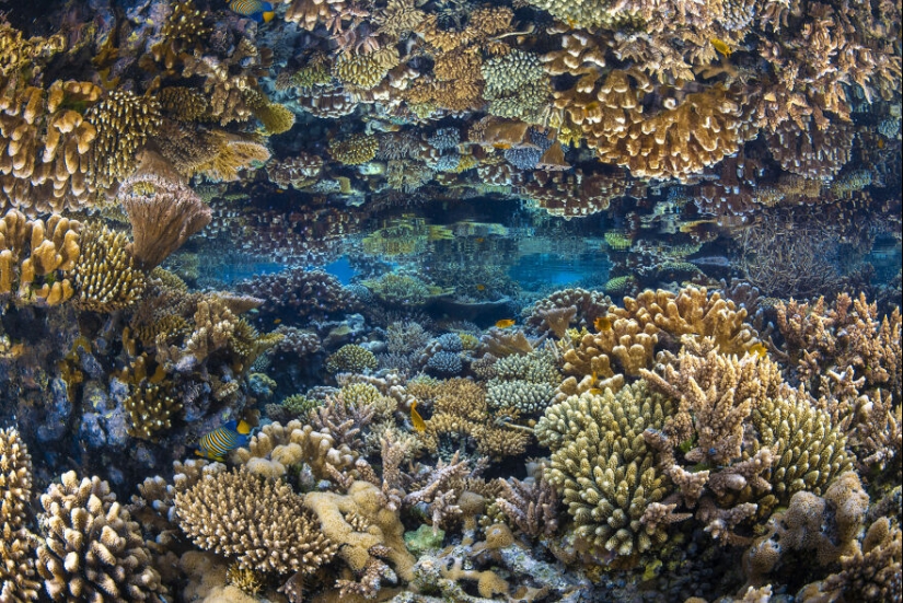 13 Winning Shots From The 2023 Ocean Photography Awards