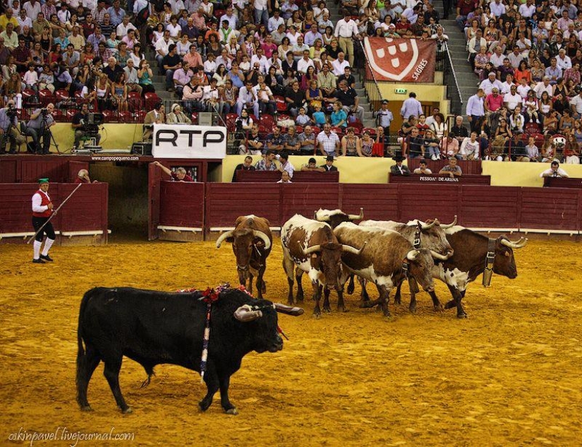 14 datos curiosos sobre la tauromaquia portuguesa