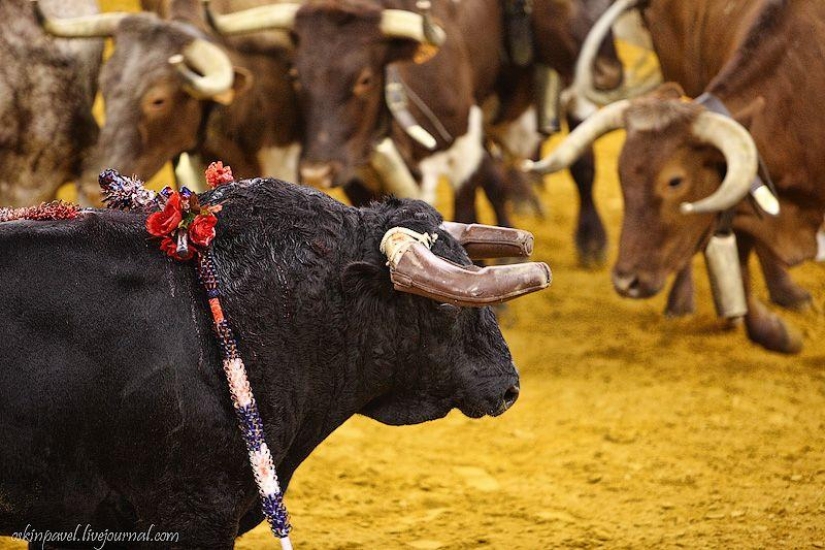 14 datos curiosos sobre la tauromaquia portuguesa