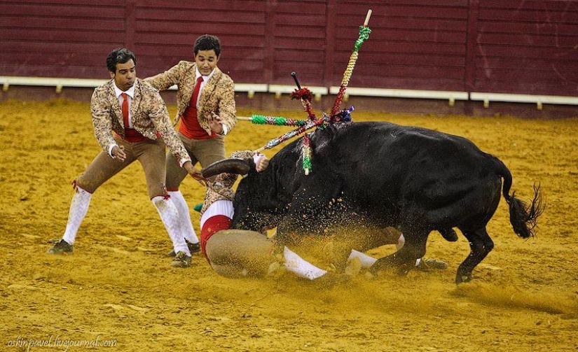 14 datos curiosos sobre la tauromaquia portuguesa