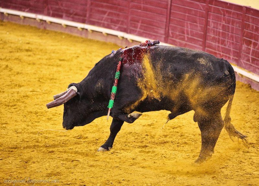 14 datos curiosos sobre la tauromaquia portuguesa