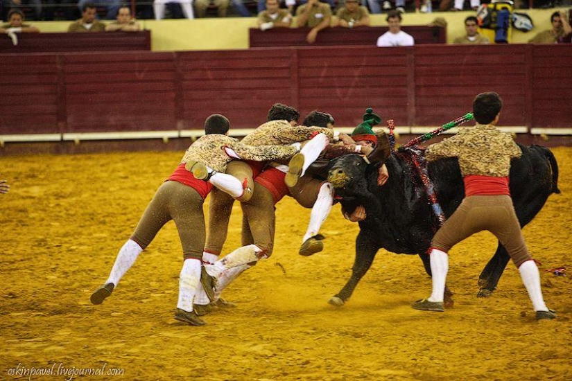 14 datos curiosos sobre la tauromaquia portuguesa