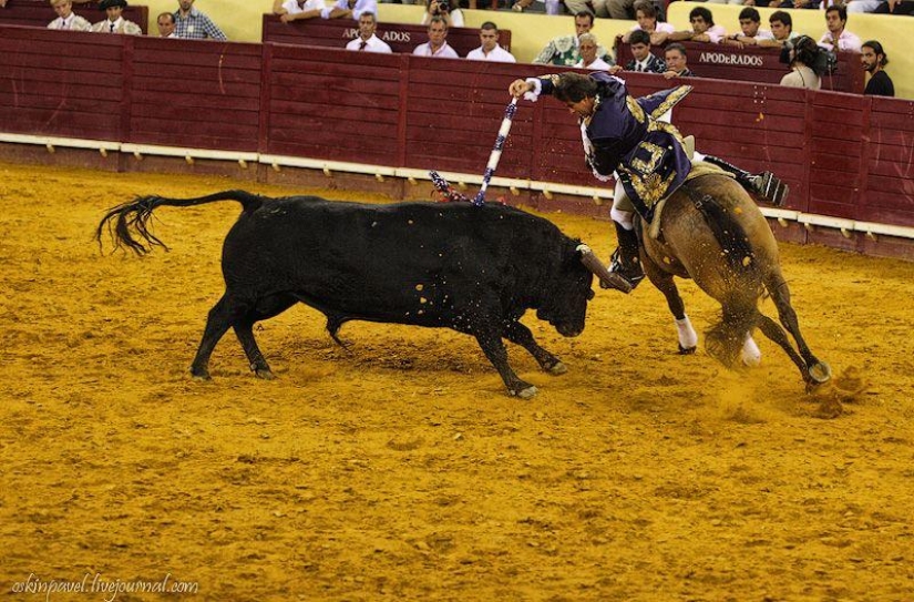 14 datos curiosos sobre la tauromaquia portuguesa
