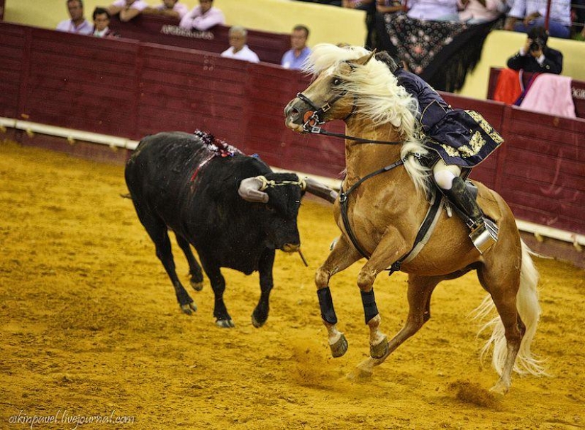 14 datos curiosos sobre la tauromaquia portuguesa