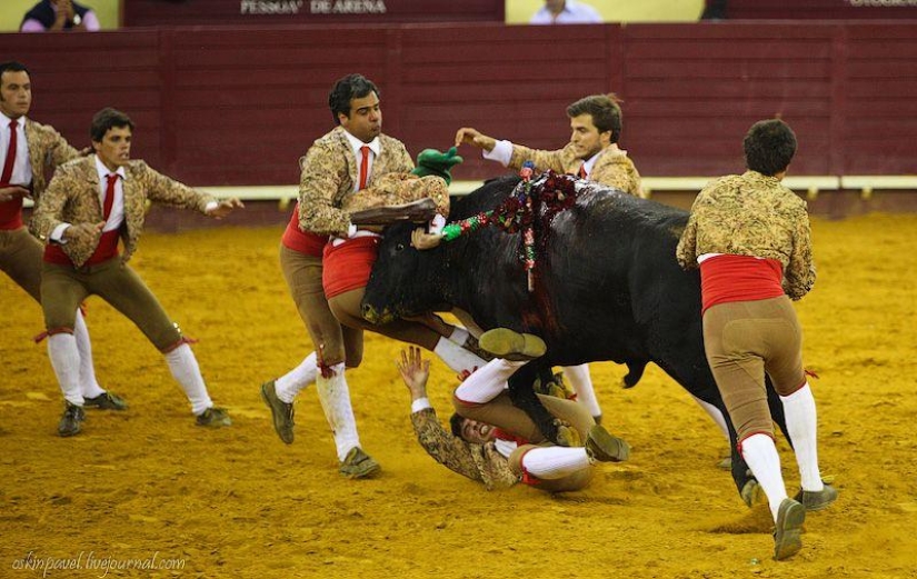 14 datos curiosos sobre la tauromaquia portuguesa