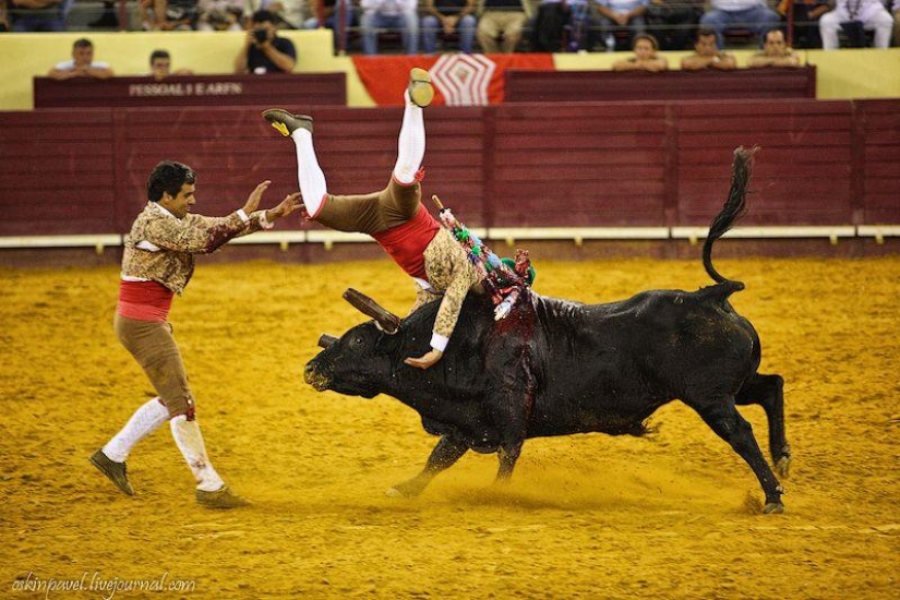 14 datos curiosos sobre la tauromaquia portuguesa