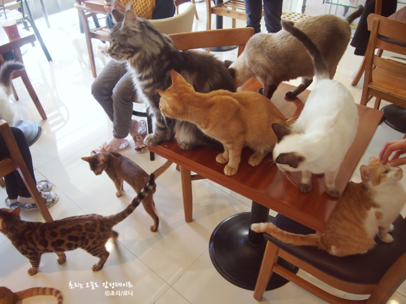 14 unique themed cafes in Seoul