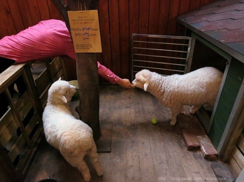 14 unique themed cafes in Seoul