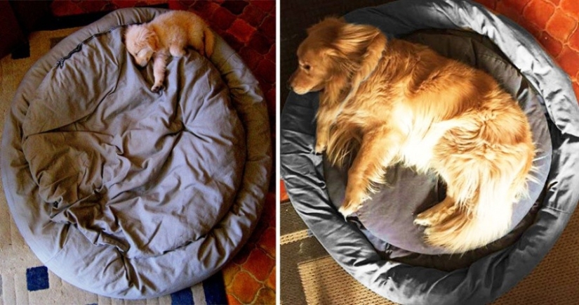 15 cachorros que crecieron demasiado rápido