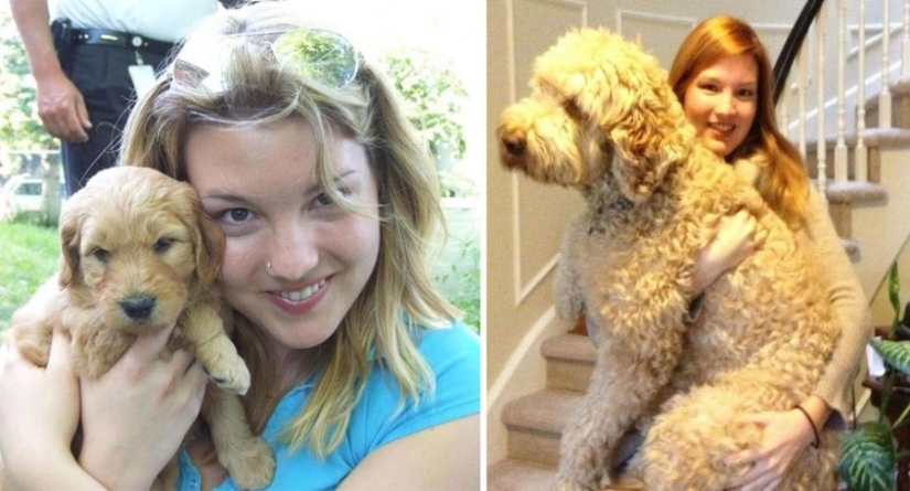 15 cachorros que crecieron demasiado rápido