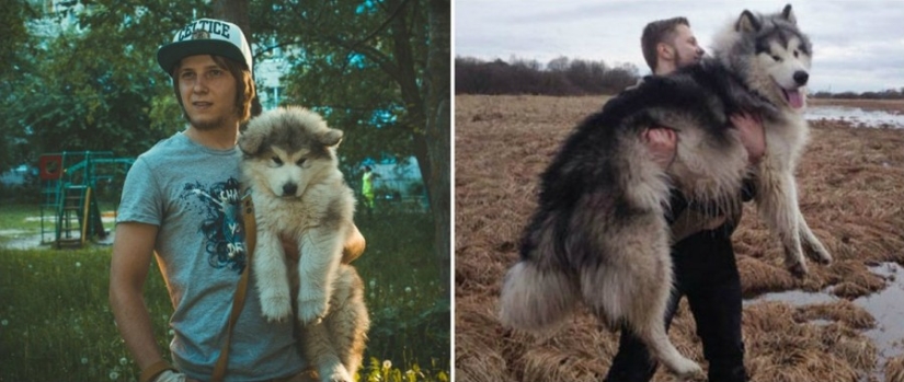 15 cachorros que crecieron demasiado rápido