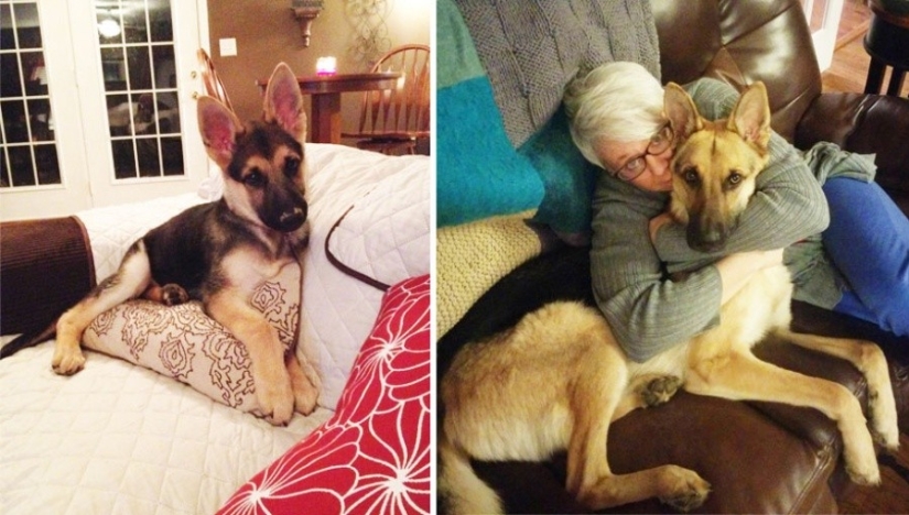 15 cachorros que crecieron demasiado rápido