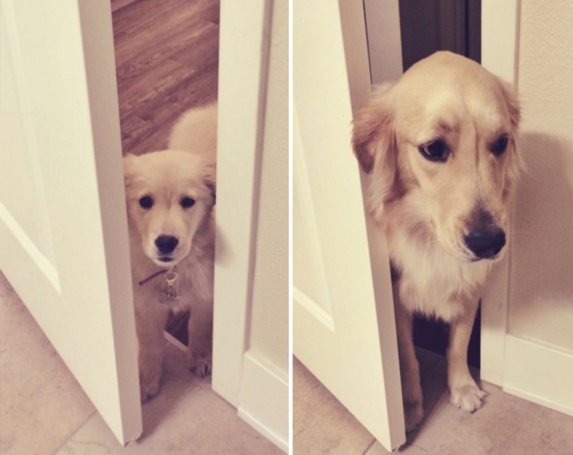 15 cachorros que crecieron demasiado rápido