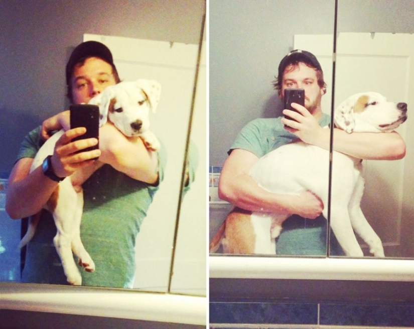 15 cachorros que crecieron demasiado rápido