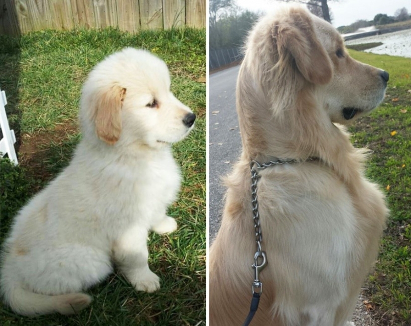 15 cachorros que crecieron demasiado rápido