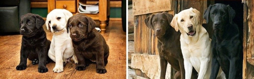 15 cachorros que crecieron demasiado rápido