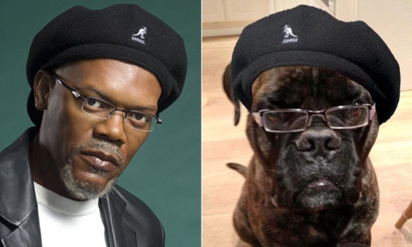 15 fotos de celebridades y sus contrapartes animales