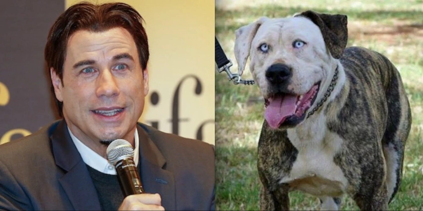 15 fotos de celebridades y sus contrapartes animales