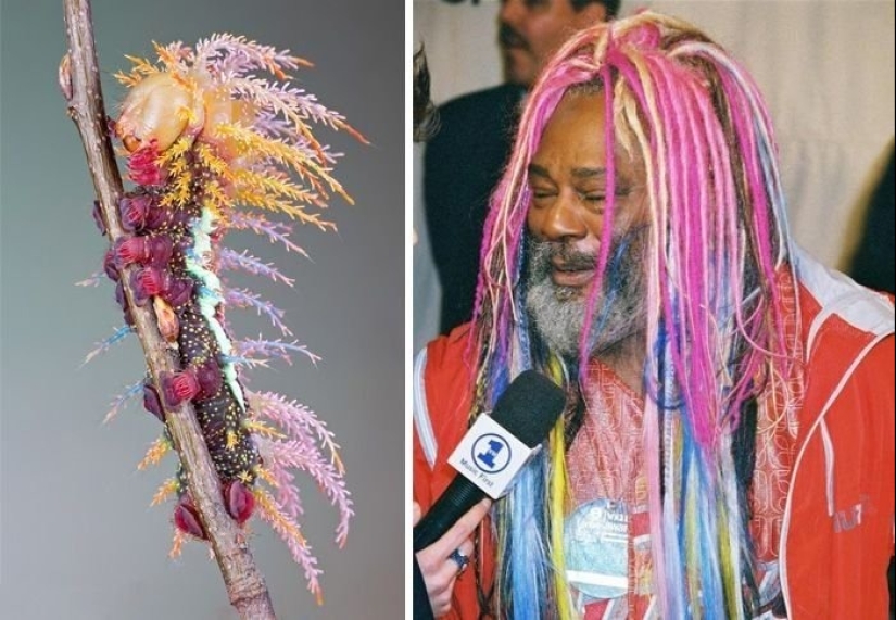15 fotos de celebridades y sus contrapartes animales