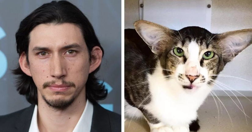 15 fotos de celebridades y sus contrapartes animales