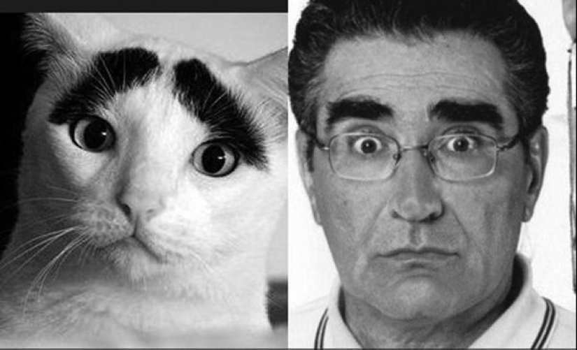 15 fotos de celebridades y sus contrapartes animales