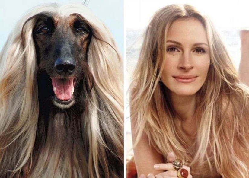 15 fotos de celebridades y sus contrapartes animales