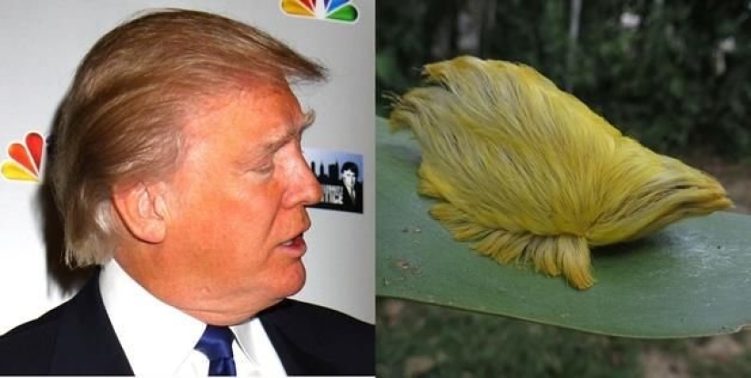 15 fotos de celebridades y sus contrapartes animales