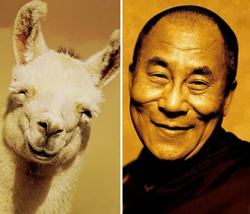 15 fotos de celebridades y sus contrapartes animales