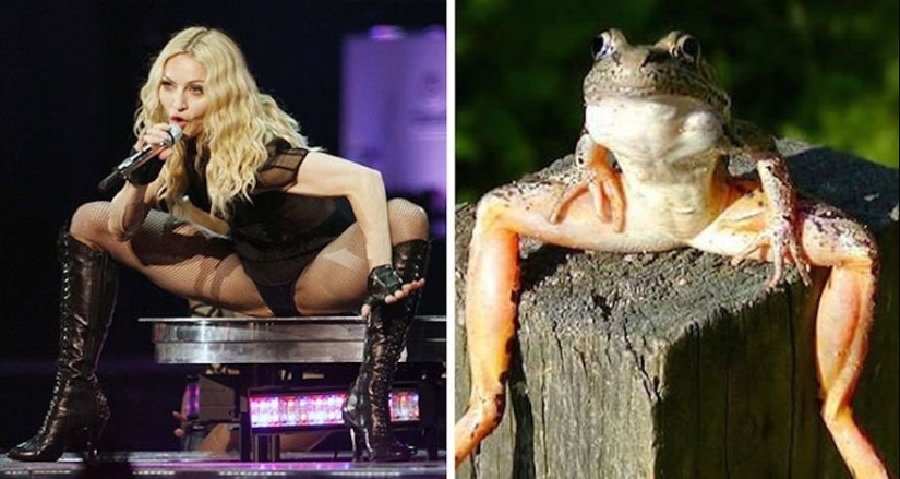 15 fotos de celebridades y sus contrapartes animales