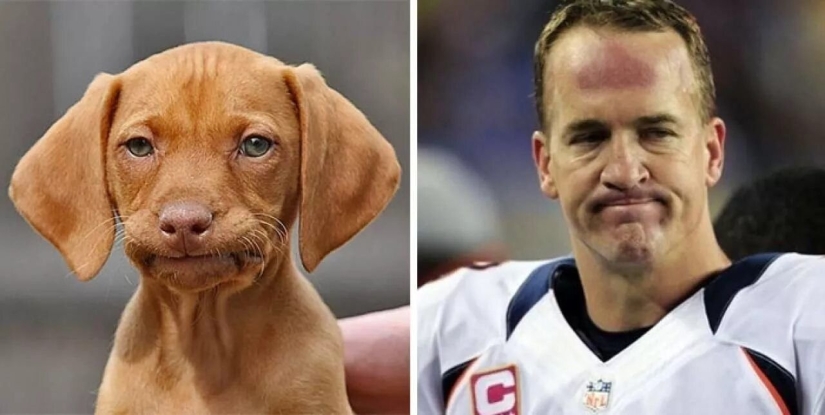 15 fotos de celebridades y sus contrapartes animales