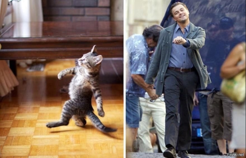 15 fotos de celebridades y sus contrapartes animales