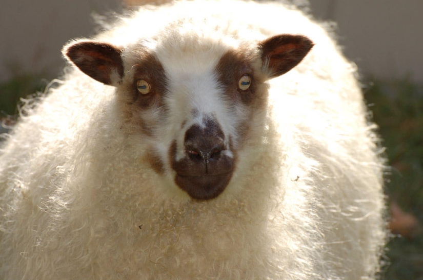 15 hangover recipes from around the world