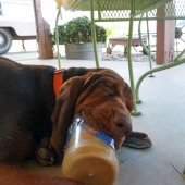 15 Hilarious Times Pets Didn’t Get Away With Stealing Food